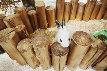 家里养兔子风水，家里养兔子风水好吗