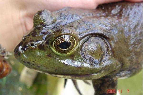 紫微斗数之预测灾厄：动物伤害