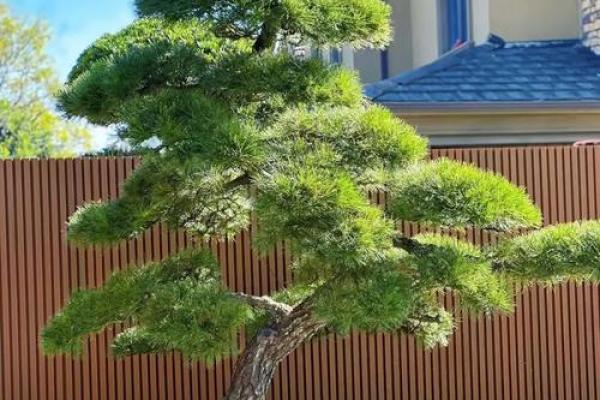 四大镇宅之树 镇宅植物风水