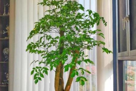 四大镇宅之树 镇宅植物风水