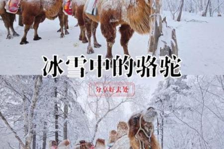 在风水上看沙漠骆驼是否具有良好的作用