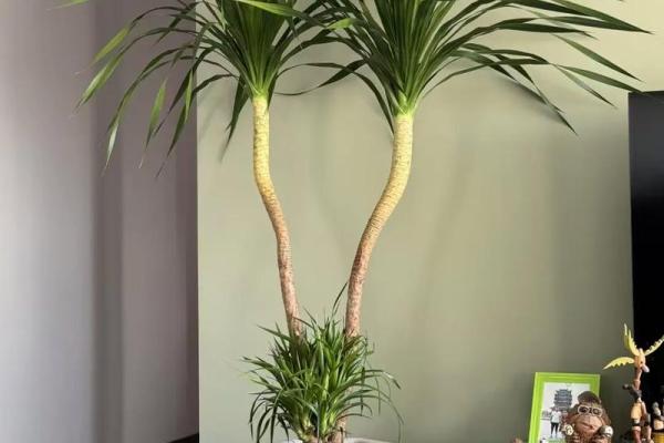 龙血树的寓意与风水作用 龙血树的寓意与风水作用