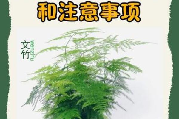 风水价值，为啥家里不能养文竹