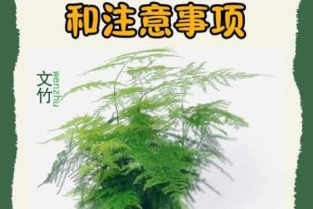 风水价值，为啥家里不能养文竹